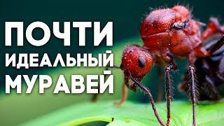 МУРАВЬИ УБИЙЦЫ ВОЗВРАЩАЮТСЯ! Myrmicaria brunnea -  всепоглощающая ОРДА МУРАШЕЙ! \\ Димон и пумба