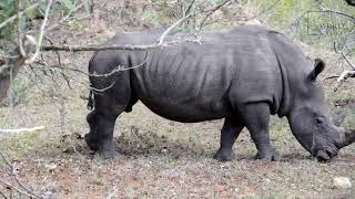 Indian Rhinoceros | The Indian rhinoceros (also known as the greater one-horned rhinoceros