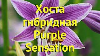 Хоста гибридная Пурпл сенсейшен. Краткий обзор, описание характеристик hosta purple sensation