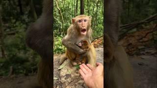 Monkey Mom ️ #cute #monkey #shorts #video #viralvideo #animals