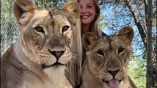 PLAYING WITH LIONS, POV