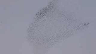 Flock of birds at Rome ogg 360p