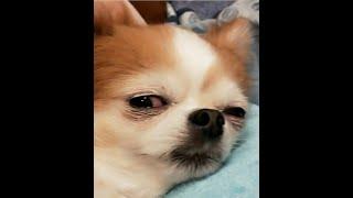 【吉娃娃ASMR】吉娃娃情歌 像吉了愛情 吉娃娃追尾巴｜Chihuahua chasing tail, singing and loving【Chihuahua ASMR】
