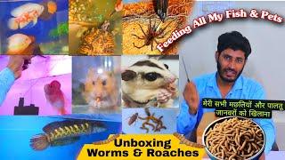 Unboxing Live MealWorms , Roaches | Live Feeding to All my fish , Birds , Hamsters & Turtles