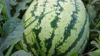 Watermelon Farming Financial Breakdown: How Much It Really Costs to Farm Watermelons per Acre?