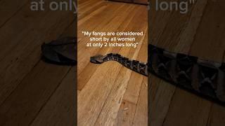 The most beautiful animals... IN MY HOUSE? #reptiles #venomoussnake #viper #pets #gaboonviper