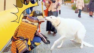 #85 SAMURAI Statue Prank in Kyoto Japan | Japanese shogun prank for traveler at Kiyomizu Temple