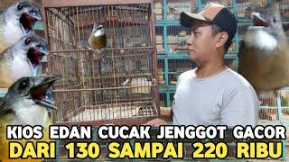 GURU VOCAL DISINI MURAH CUCAK JENGGOT GACORAN DARI 130 SAMPAI 220 RIBH DI PASAR BURUNG PRAMUKA