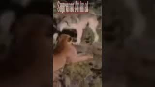 Mountain Lion Attacks Wolves