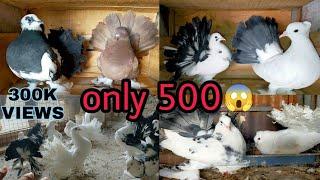 Indian fantail pigeon for sale.lakkha kabutar for sale.and breeding setup show