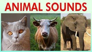 ANIMAL SOUNDS COMPILATION for Preschoolers, Kindergarten - Kids Learning Videos