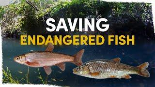 Protecting critically endangered fish in the Mira Basin | VLOG