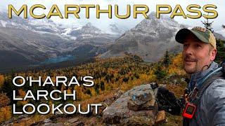 Lake O'Hara's best larch season lookout | Odaray Grandview along McArthur Pass