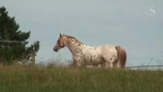 Appaloosa stallion Leatherfoot Shalako Moon at stud in New Zealand - Sportaloosa Stallion Showcase