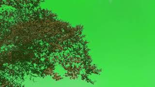 Tree Plant Green Screen video Effects Teelsingh