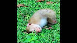 Many pigtail monkeys attacked poor monkey protects her sister and #monkey#monkeyvideo