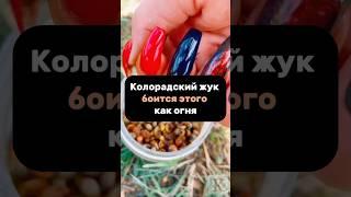 Колорадский жук боится этого как огня #огород #садоводничество #дача #сад