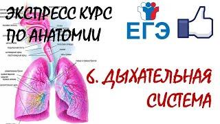 ДЫХАТЕЛЬНАЯ СИСТЕМА | Теория для ЕГЭ