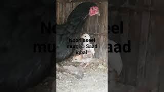 The noori aseel murgi@ and hen small murga birds and beautiful @Saad iqbal #shorts #viral #youtube