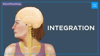 What is integration of the nervous system - Quick Physiology | Kenhub