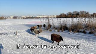 "Куди вони пруть? Там лід тонкий". Крига на озері відкрила вівцям новий шлях втечі