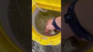 Live bait fishing with crappie and bluegill!