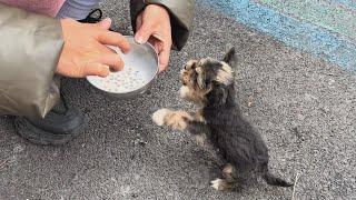 "I'm so hungry." The puppy cried and begged for food after days of being abandoned and starving