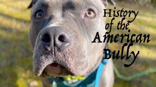 History of the American Bully | Bobby's Dog History Lesson