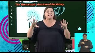 Life Sciences Grd 11 The Excretory System Homeostasis The Nephron S1