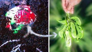 I Filmed a Lima Bean Until Harvest (80 Days Time-lapse)