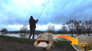 Nachtangeln am Rhein auf überschwemmter Wiese und Kopf von 2 Meter Wels zubereiten