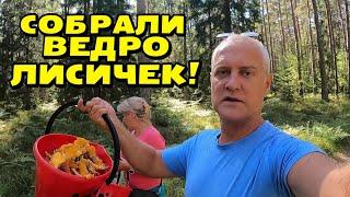 Собираем Грибы! Собрали ведро ЛИСИЧЕК! | Алина потерялась в лесу