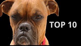 10 Dangerous Dogs In The United States