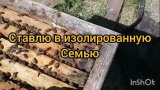 манипуляции с маточниками# отводки из отводков#изоляция маток#эксперимент