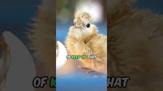 Did You Know THIS About Backyard CHICKENS?