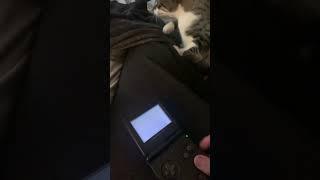 Gameboy sp #trending  #cat #lexa #smallyoutuber #gameboy #brawlstarsgems #viral #kitten  #nintendo