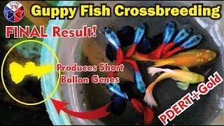 Guppy Fish Full Gold and PDERT Crossbreeding Update | Final with Interesting Result