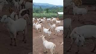 common mistake in goat farming:not following amaster plan