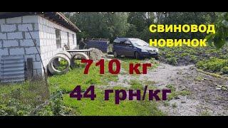 Живой вес синей 710 кг. Цена  44 грн/кг. Откорм свиней. Сарай для свиней. Свиноводство.