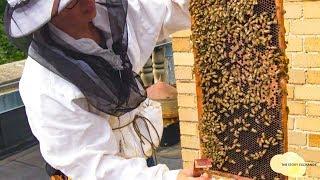 Beekeeping as a Business | Women Entrepreneurs