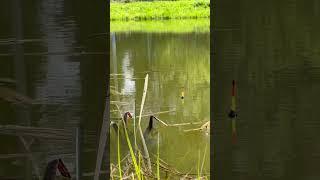 Осторожная поклёвка карася #fishing #дача #пруднаучастке #карась