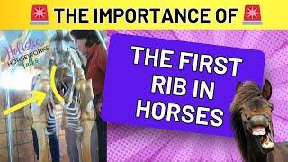 The Importance of the First Rib in Horses || Holistic Horseworks Talks