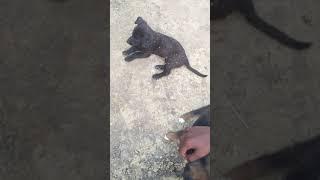 #FunnyVideos #Dog #Friendship #Cute #Cutedog #Trending #Galatta #Galattatamil