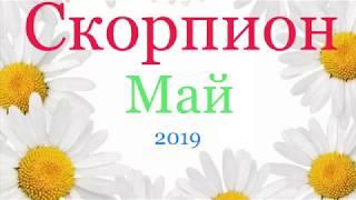 Скорпион. Таро-прогноз на Май 2019 года 