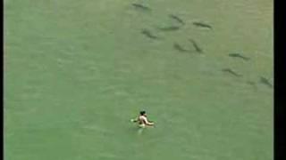 Unknowingly swimming with sharks