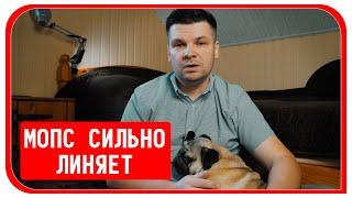 Мопс сильно линяет, что делать? Как часто вычесывать собаку? #мопслиняет