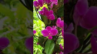 Enjoy Orchids