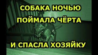 СОБАКА ПОЙМАЛА ЧЕРТА НОЧЬЮ . ПРИЗРАКИ