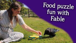 Fable the Raven | Food puzzle fun!