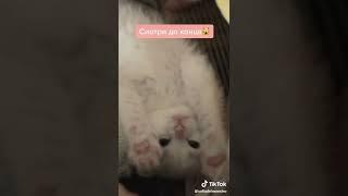 sofiadelmonstro   | Animals Pets TikTok |